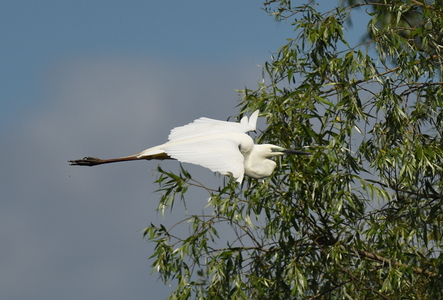 Sølvhejre (Ardea alba)