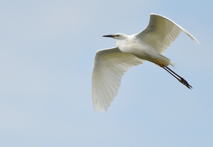 Sølvhejre (Ardea alba)