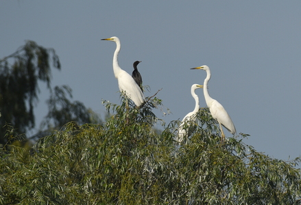 Sølvhejre (Ardea alba)