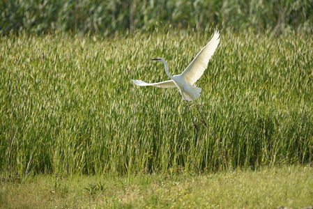 Sølvhejre (Ardea alba)