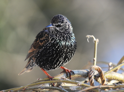 Stær (Sturnus vulgaris)