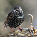 Stær (Sturnus vulgaris)