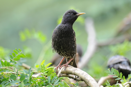 Stær (Sturnus vulgaris)