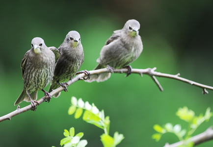 Stær (Sturnus vulgaris)