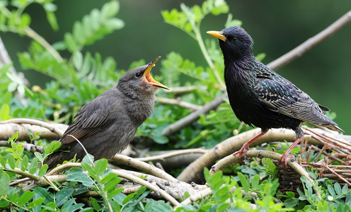 Stær (Sturnus vulgaris)