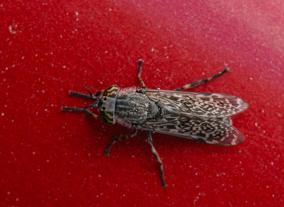 Almindelig regnklæg (Haematopota pluvialis) 