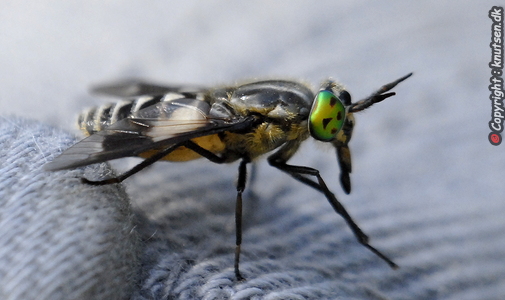 Almindelig Guldklæg  (Chrysops relictus)