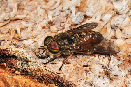  Hybomitra sp.