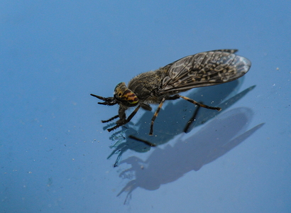 Almindelig regnklæg (Haematopota pluvialis) 
