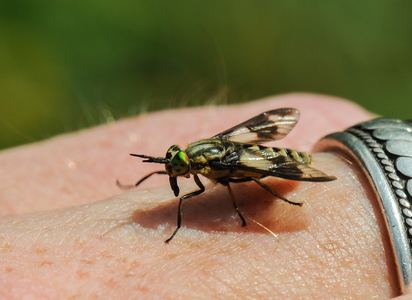 Almindelig Guldklæg  (Chrysops relictus)