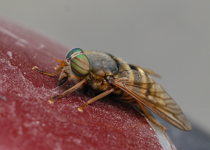 Hesteklæg (Tabanus sudeticus)