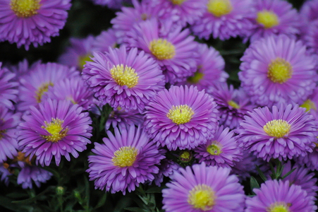 Asters 