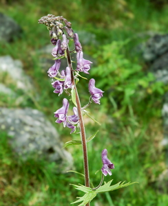 Nordisk Stormhat 