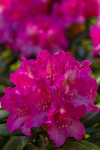Rhododendron