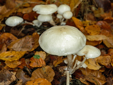 Porcelænshat (Mucidula mucida)