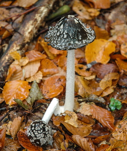 Skade-Blækhat (Coprinopsis picacea)