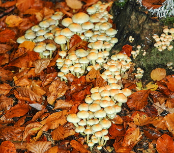 Knippe-svovlhat (Hypholoma fasciculare)