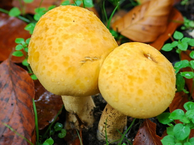 Fibret Flammehat (Gymnopilus spectabilis)