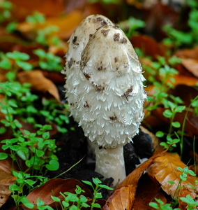 Stor Parykhat (Coprinus comatus)
