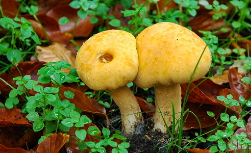 Fibret Flammehat (Gymnopilus spectabilis)