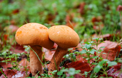 Fibret Flammehat (Gymnopilus spectabilis)