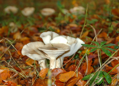 Tåge-Tragthat (Clitocybe nebularis)